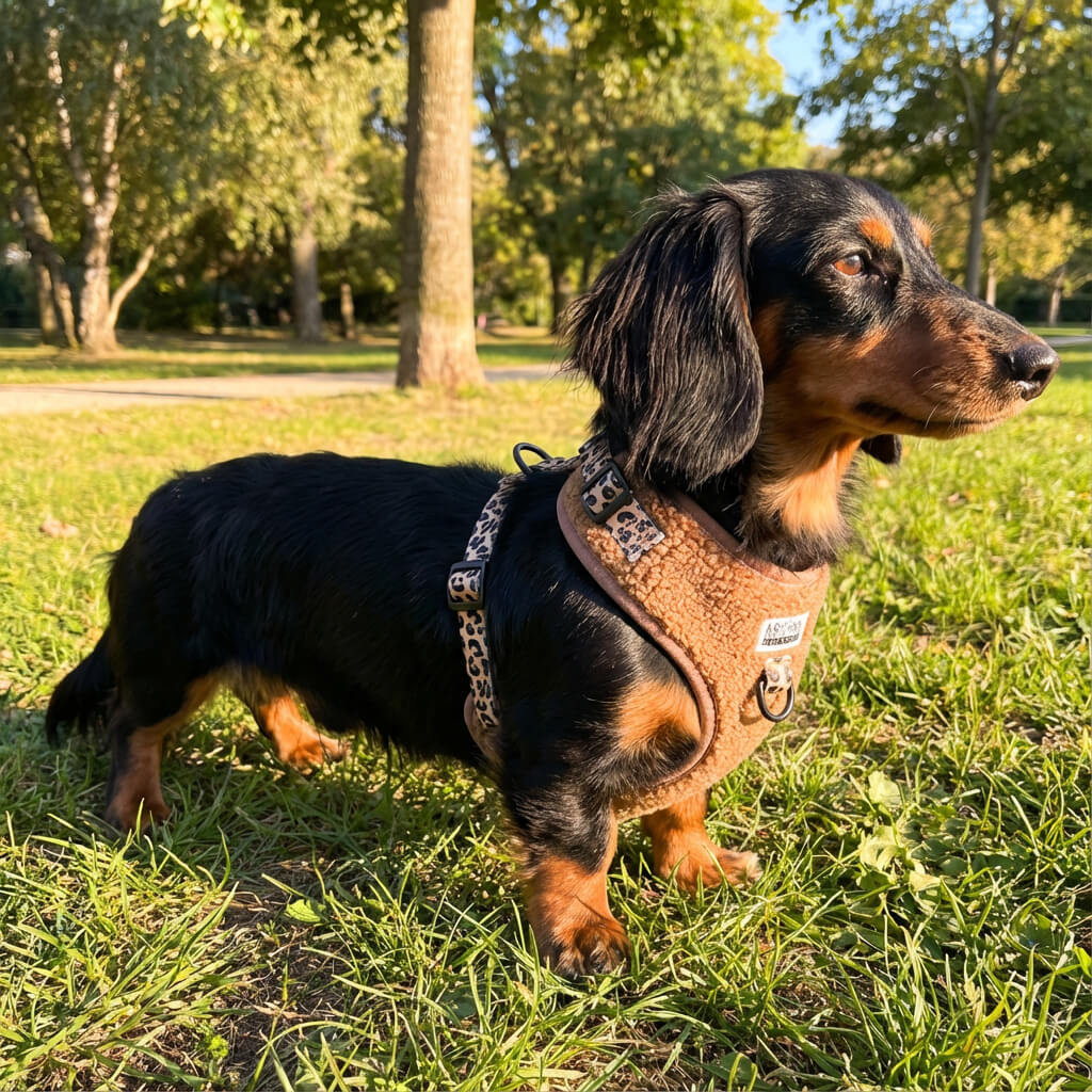 Wärmendes Teddy-Harness für Dackel
