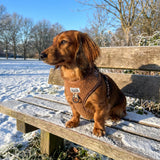 harnais special hiver teckel chien