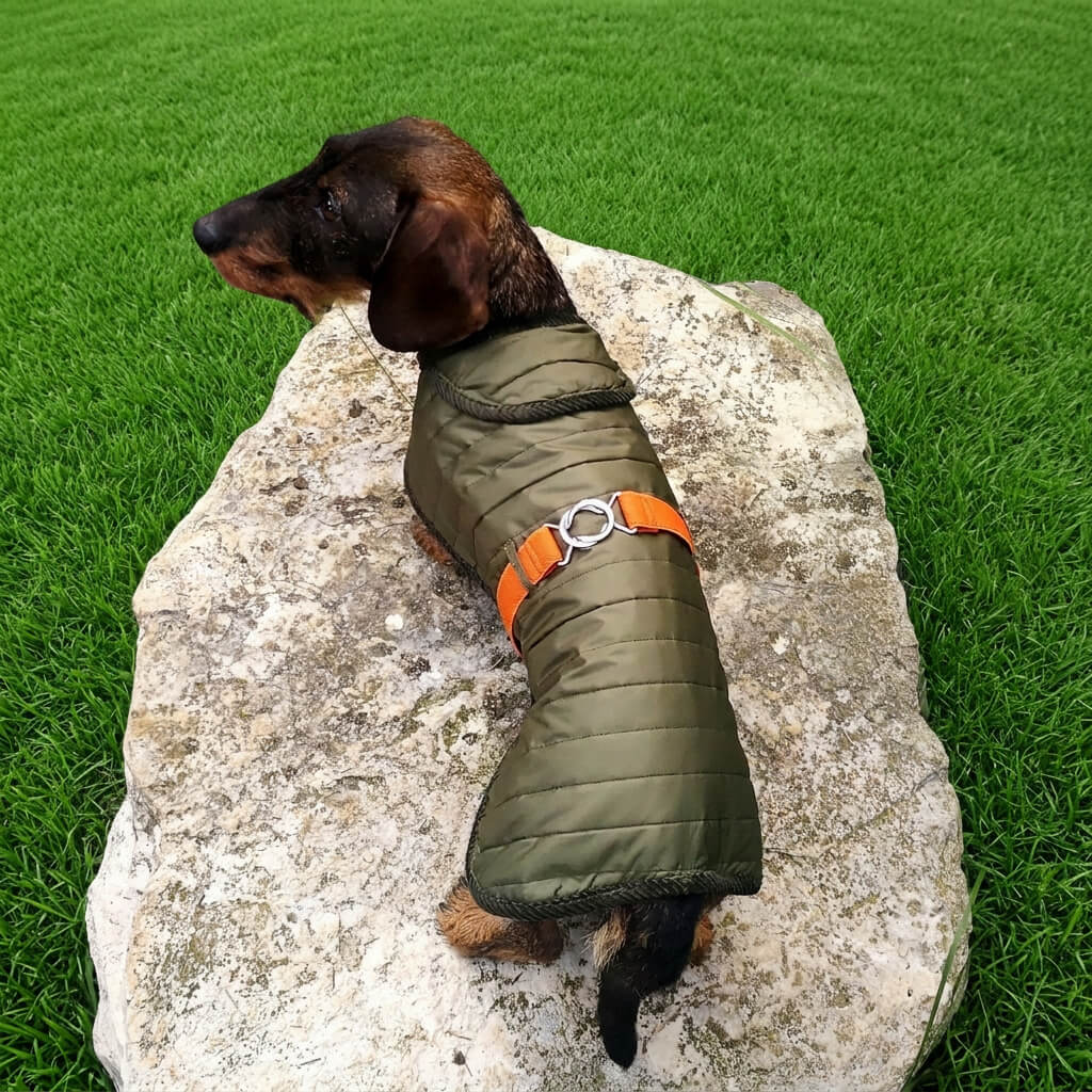 Vêtement Teckel <br> Quilt Veste Verte (sur mesure)