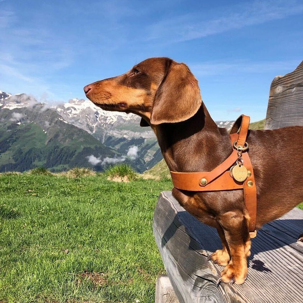Ledergeschirr für Dackel