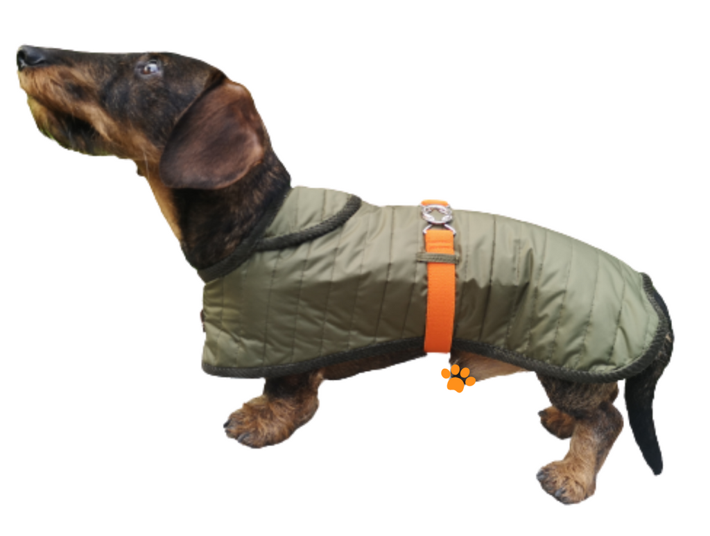 Veste pour Teckel Teckelshop