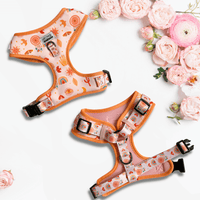 Thumbnail für Geschirr für Zwergdackel