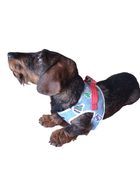 Thumbnail for Harnais Couleur Teckel