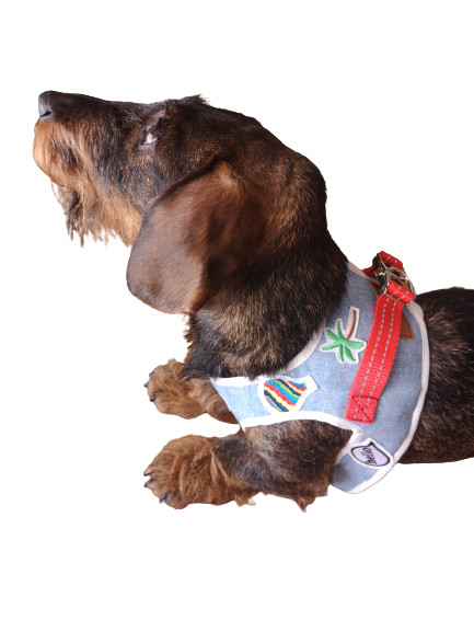 Harnais Original Teckel