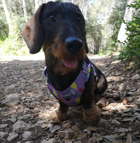 Thumbnail für Geschirr für Zwergdackel