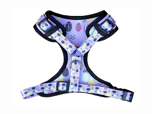 Harnais Chien Teckel 