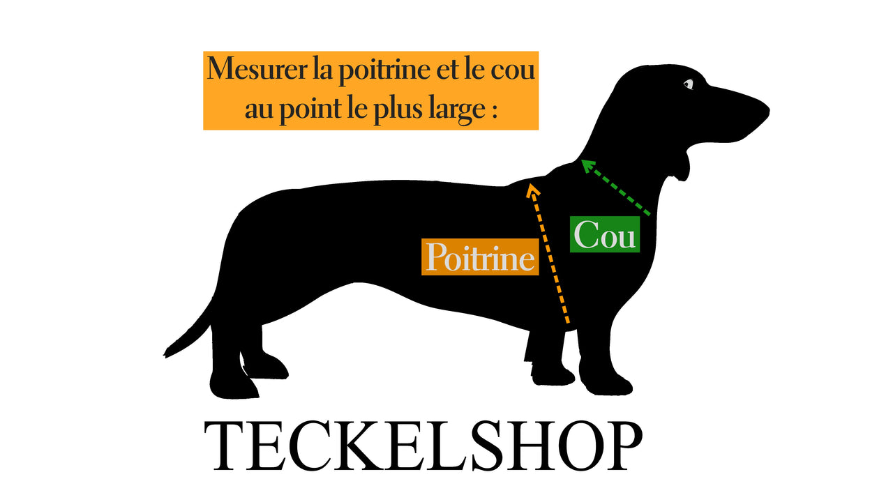 mesurer son Teckel