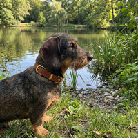 Thumbnail für Cognacfarbenes Lederhalsband für Rauhaardackel