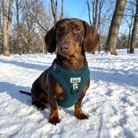 Thumbnail für Warmer Geschirr für Dackel