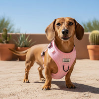 Thumbnail für rosa Dackelgeschirr