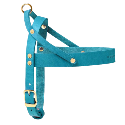 Blauer Ledergeschirr für Hunde