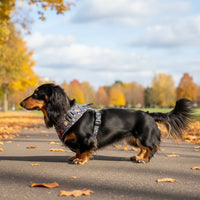 Thumbnail für Geschirr für langhaarige Dackel