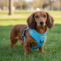 Thumbnail für Sellerie Teckel <br/> -Geschirr Bubble Gum Blau