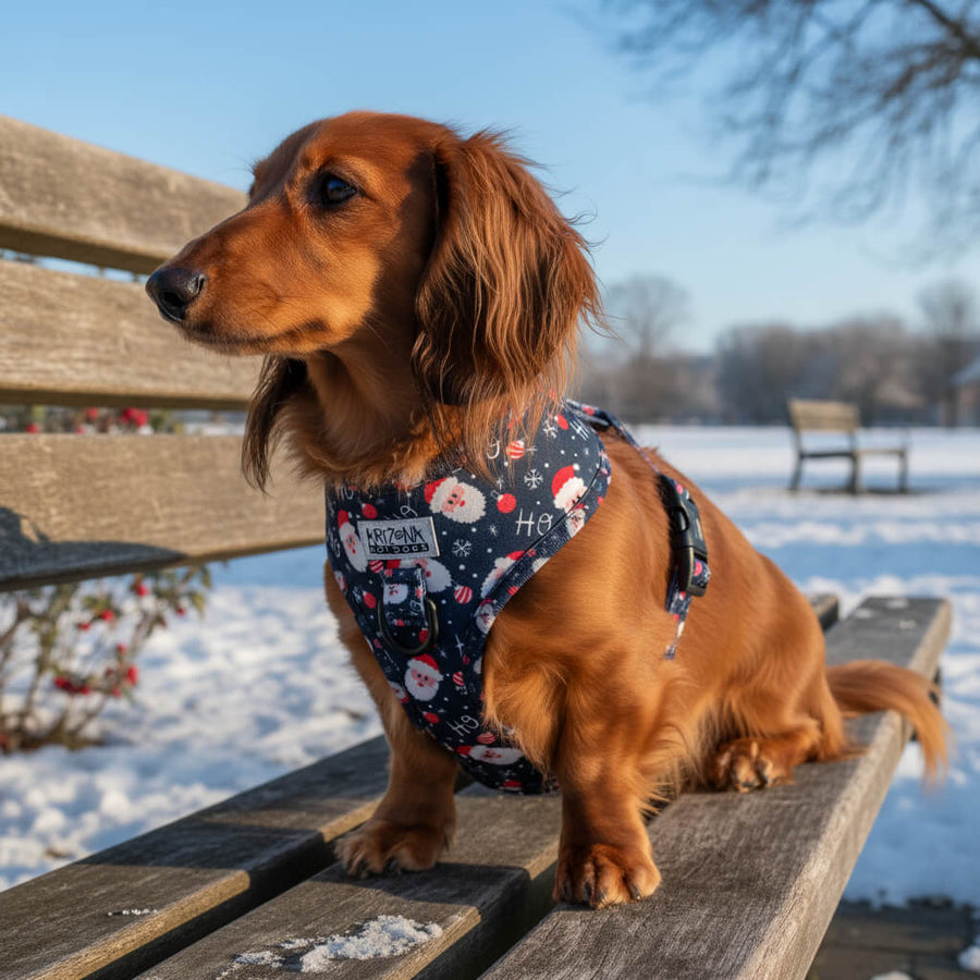 Hundegeschirr für Dackel Weihnachten 2025