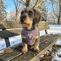 Thumbnail für Geschirr für Dackel mit rauem Fell Teddy Lila