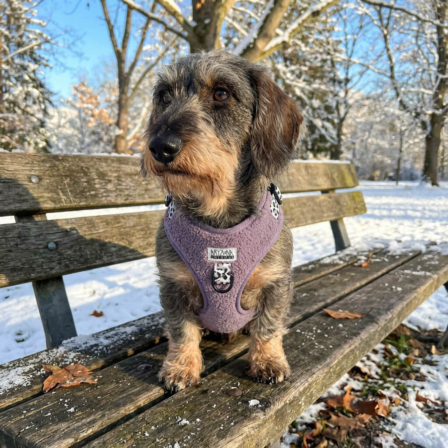 Geschirr für Dackel mit rauem Fell Teddy Lila