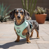 Thumbnail für grünen Dackelgeschirr