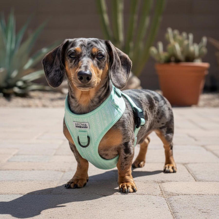 grüner Hundegurt für Dackel