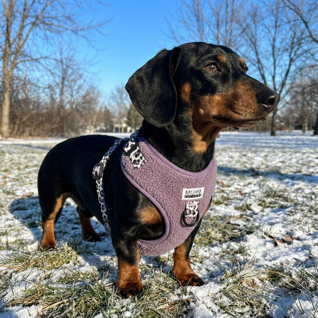 Sellerie Teckel <br> Harnais Teddy Lila