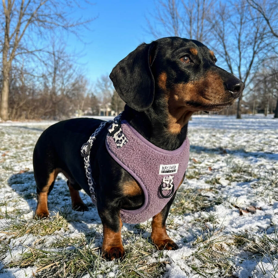 Sellerie Teckel <br> Harnais Teddy Lila