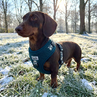 Miniaturbild für Teddy-Geschirr speziell für Dackel