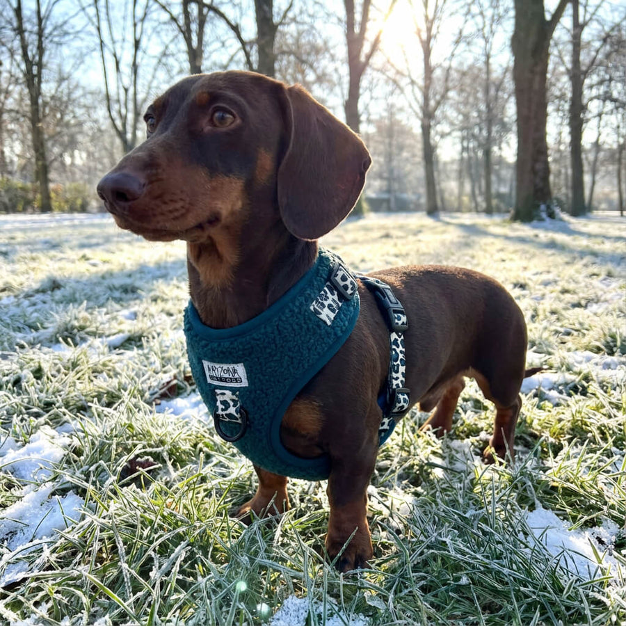 Spezieller Teddy-Gurt für Dackel