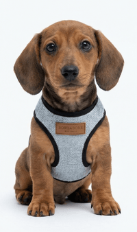 Miniaturbild für blauen Welpen-Hundegurt