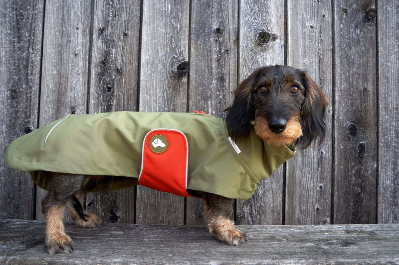 Regenjacke für Zwergdackel