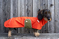 Miniaturbild für Imper Teckel Orange