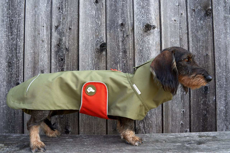 Vêtement Teckel <br> Sangle Imperméable Citrouille