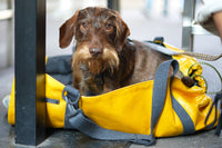 Thumbnail für Schultertasche für Zwergdackel