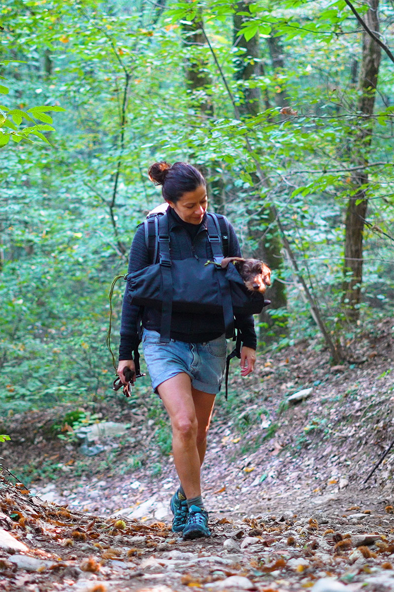 Transporttasche für Dackel 