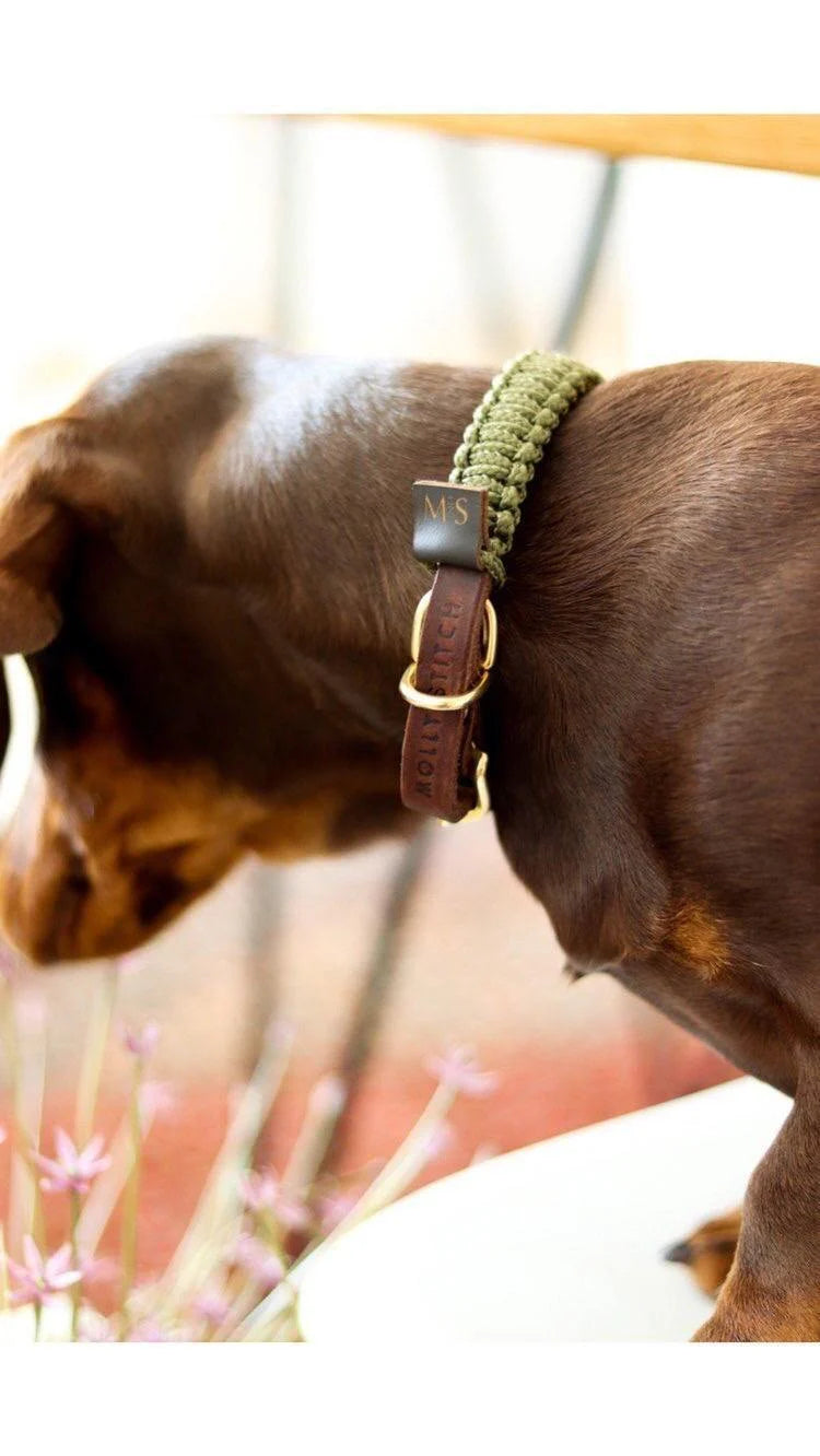 Dackel Halsband Leder Militärseil