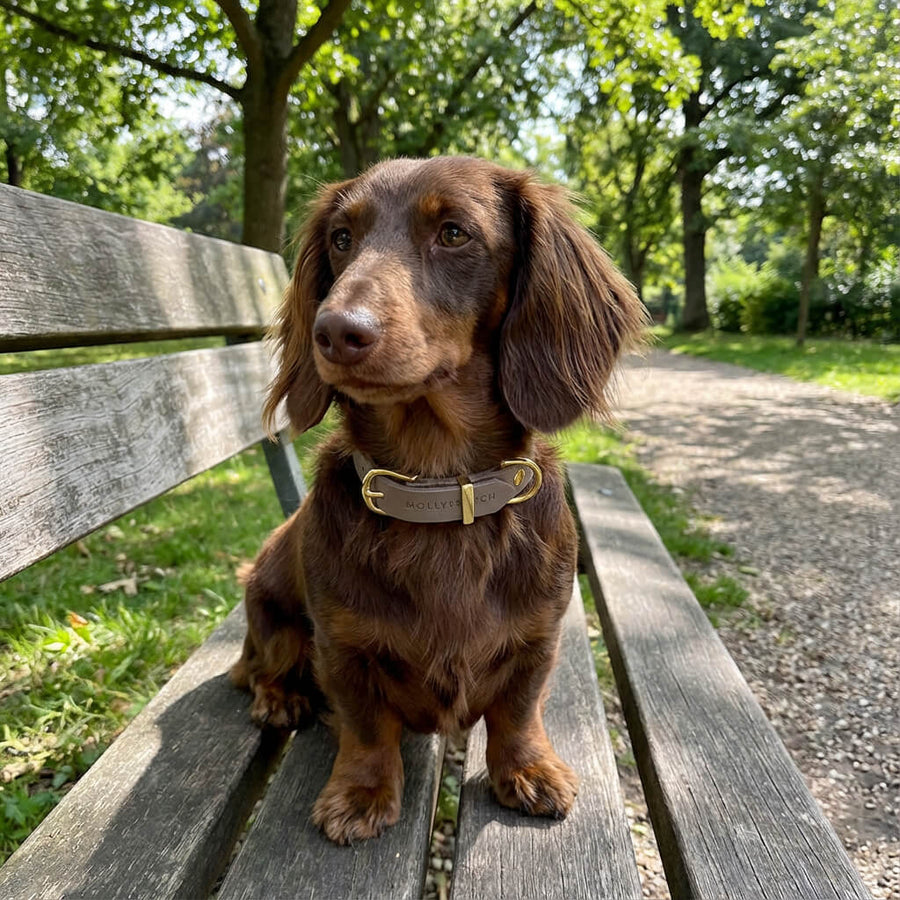 Sellerie Teckel <br> Collier Cuir Butter Taupe