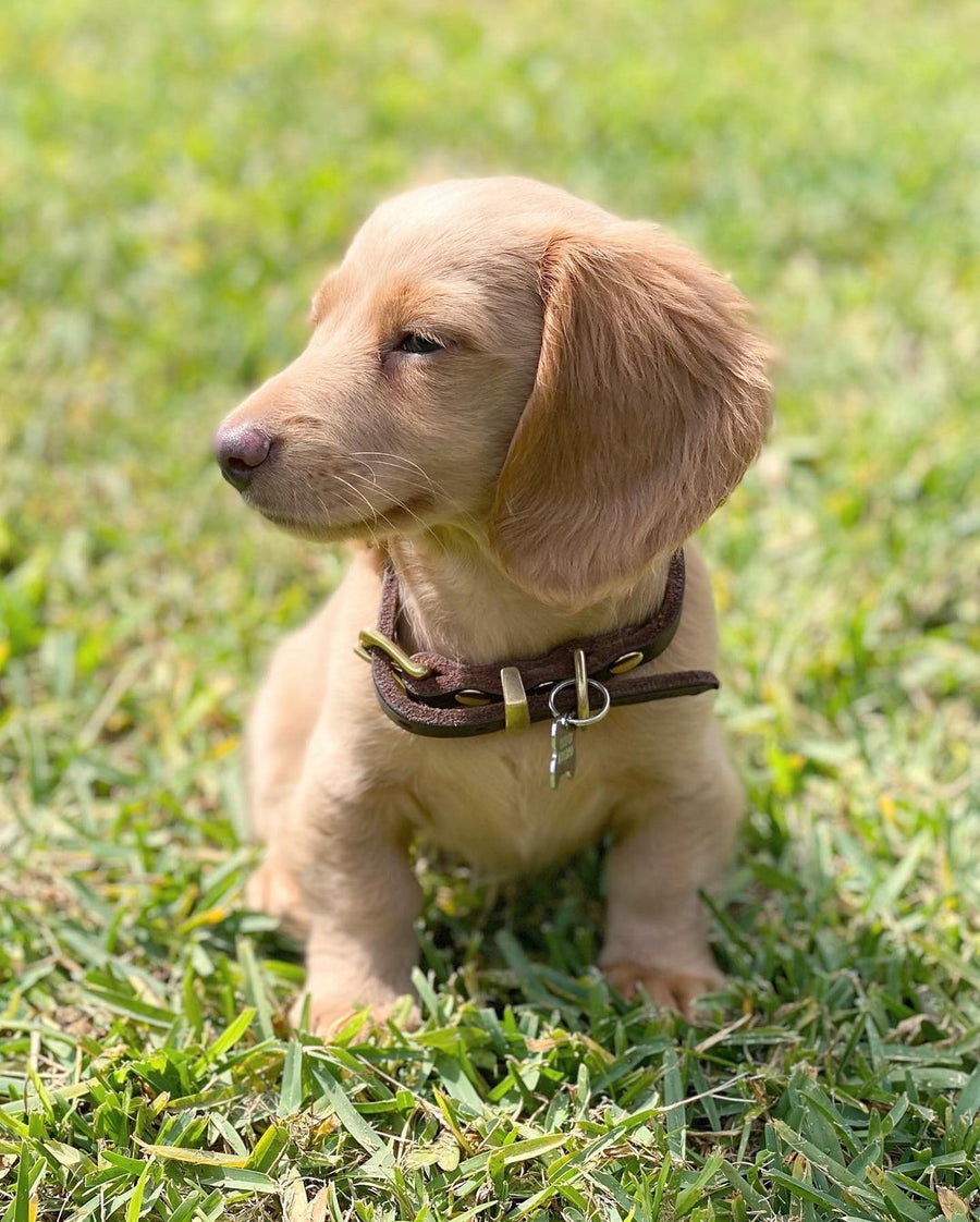Cremefarbener Dackel mit braunem Lederhalsband