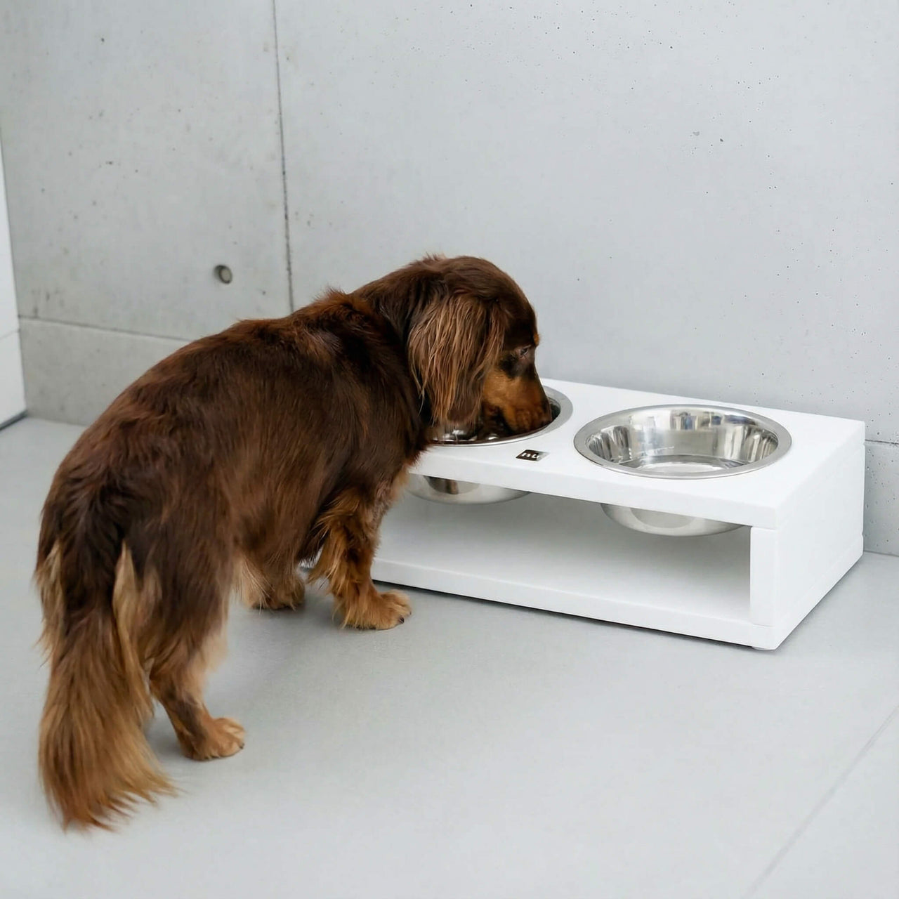 Großer Napf für Dackel
