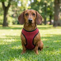 Thumbnail für Dackel mit rotem Geschirr
