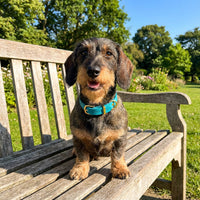 Thumbnail für Dackel mit blauem Lederhalsband 