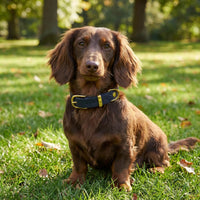 Thumbnail für Langhaar-Dackel, schokoladenbraun, blaues Lederhalsband