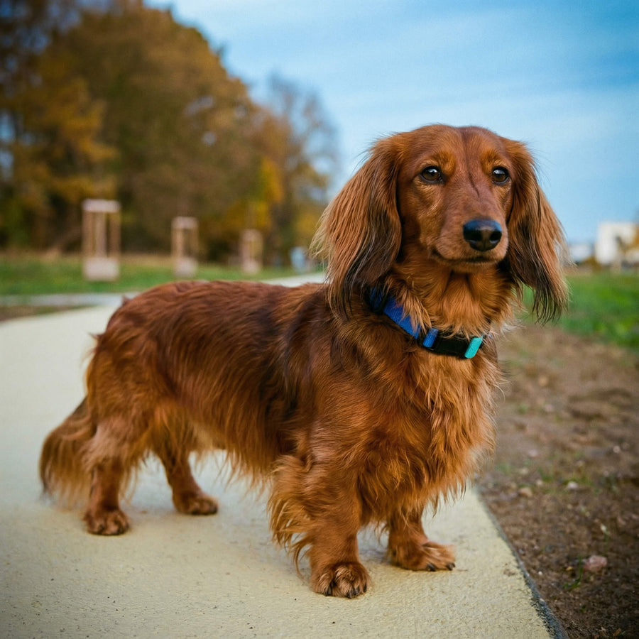 Langhaar-Dackel mit farbigem Halsband