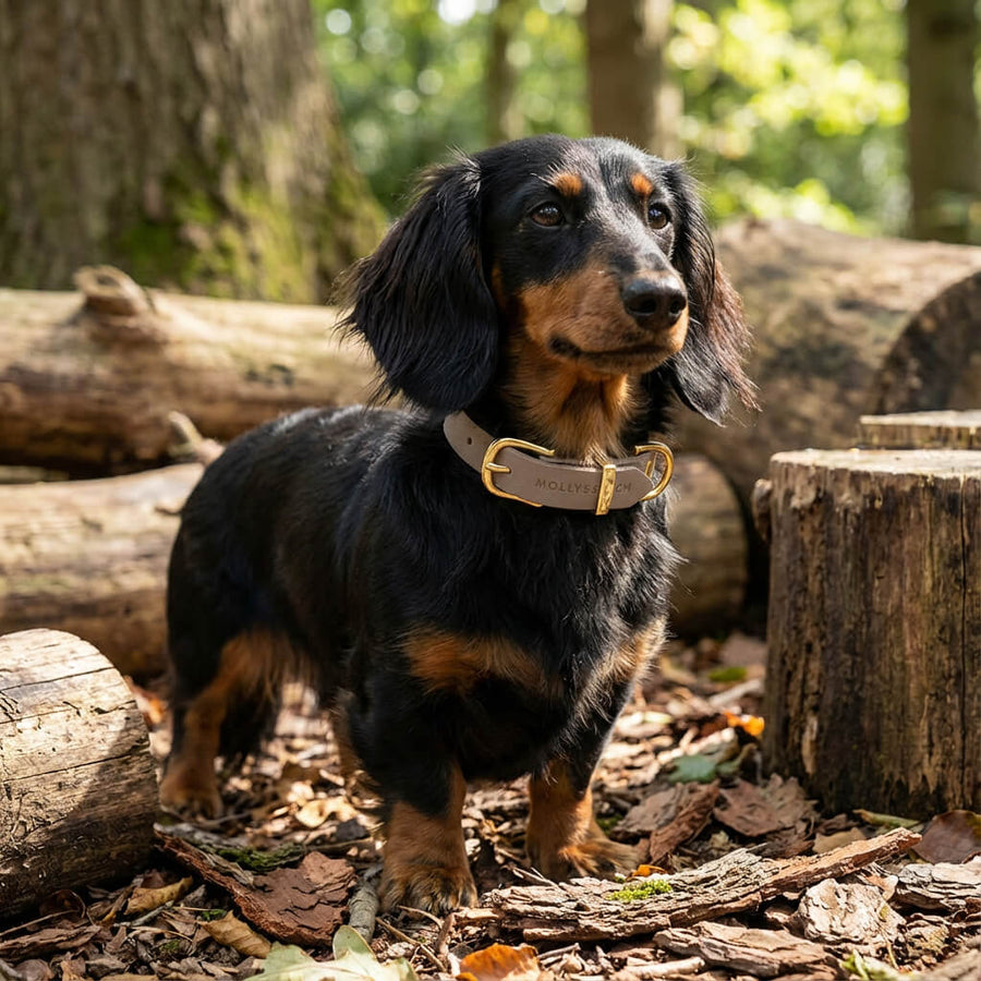 Langhaar-Dackel, schwarz mit rotbraunen Abzeichen, Lederhalsband