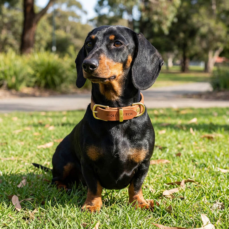 Kurzhaar-Dackel mit cognacfarbenem Lederhalsband