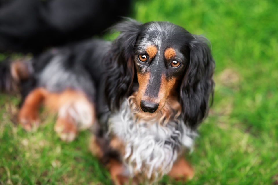 Standard-Dackel, Merle