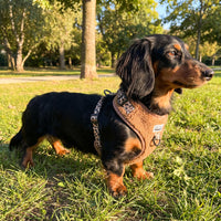 Thumbnail für warmes Teddy-Geschirr für Dackel