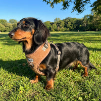 Thumbnail für warmes Wintergeschirr für Dackel mit Leopardenmuster