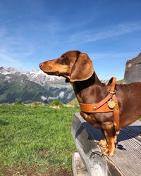 Miniaturansicht für Ledergeschirr für Dackel