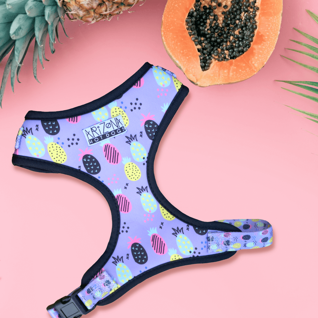 Geschirr für Dackel