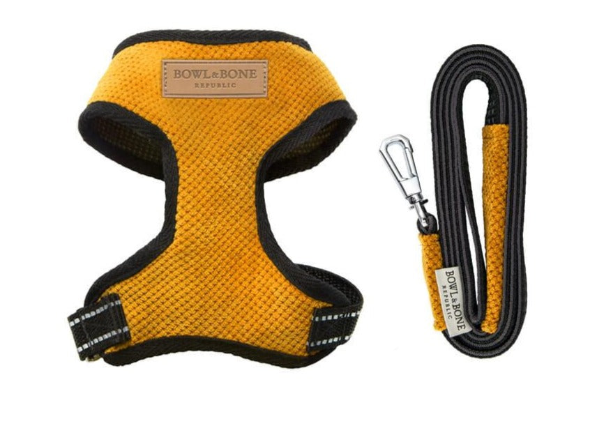 Gelber Dackelgeschirr mit Leine