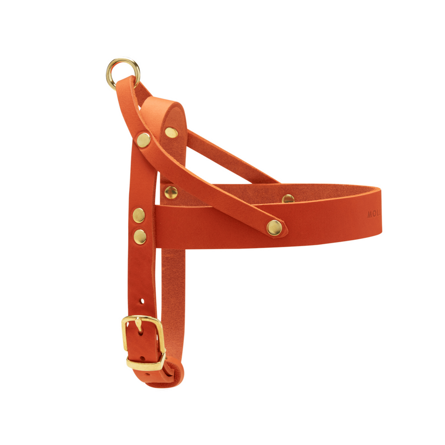 Sellerie Teckel <br> Harnais Cuir Butter Mangue