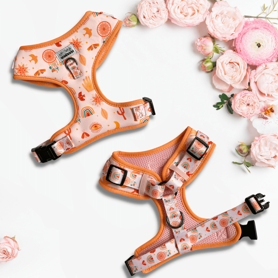 Geschirr für Zwergdackel